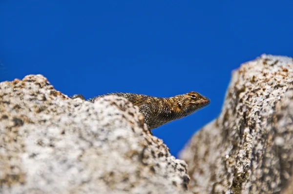 Lagarto espinoso de granito (Sceloporus Orcutti ) — Foto de Stock