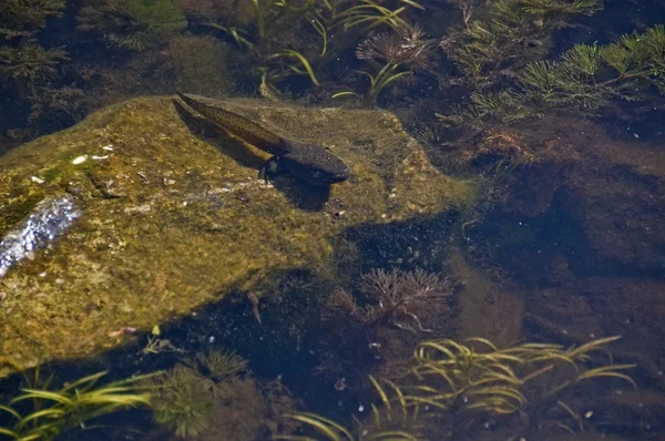 Bullfrog girino in acqua — Foto Stock