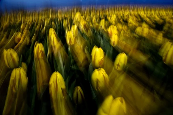 Tulipes jaunes — Photo