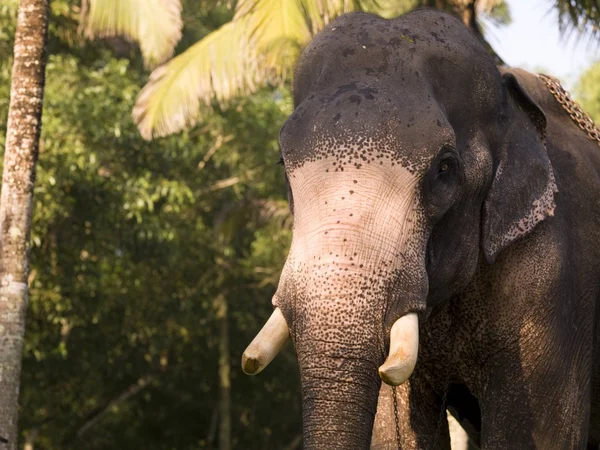 Elefante, Kerala, Índia — Fotografia de Stock