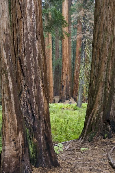 Park Narodowy Sequoia, Kalifornia, usa — Zdjęcie stockowe