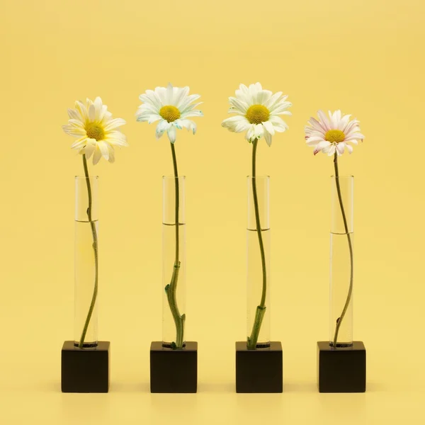Четыре цветка — стоковое фото
