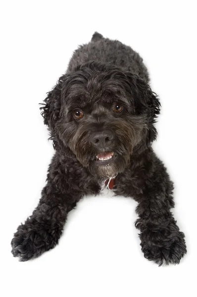 Bichon-cocker cane spaniel nero — Foto Stock