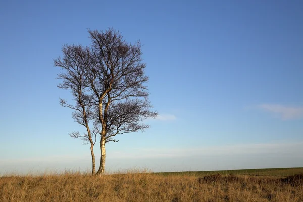 Een eenzame boom — Stockfoto