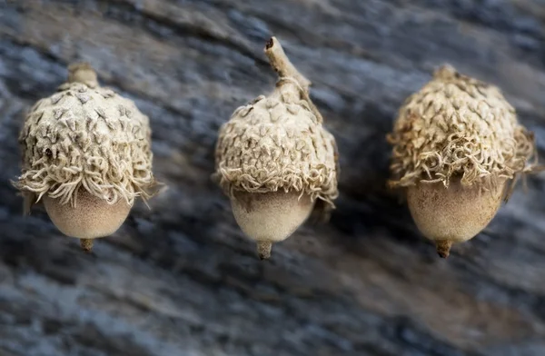 Three Acorns — Zdjęcie stockowe