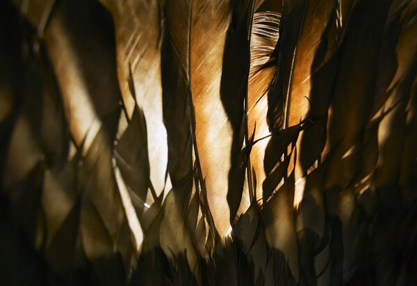 Turkey Feathers Royalty Free Stock Images