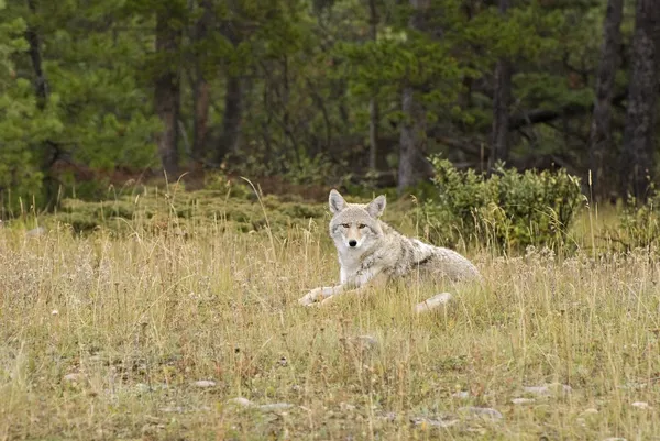Coyote (Canis Latrans) — Stock Image Coyote (Canis Latrans) Royalty Free Stock Photos