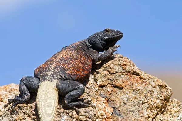 Desert animals Stock Photos, Royalty Free Desert animals Images | Depositphotos Desert animals Stock Photos, Royalty Free Desert animals Images | Depositphotos