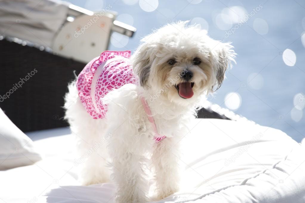 Lake Of The Woods, Ontario, Canada. Maltese Dog On Cushion