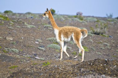 vicuna, yan görünüm