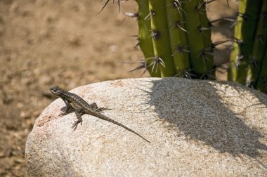 A Great Basin Fence Lizard (Sceloporus Occidentalis Longipes) Basking On A Boulder clipart