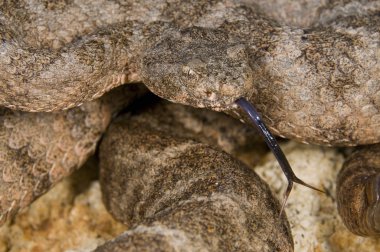 Savunma tiger çıngıraklı yılan (crotalus Dicle)