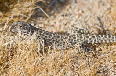 leopar uzun burunlu kertenkele (gambelia wislizenii)