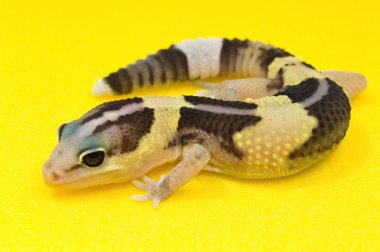 Afrika yağlı kuyruklu gecko