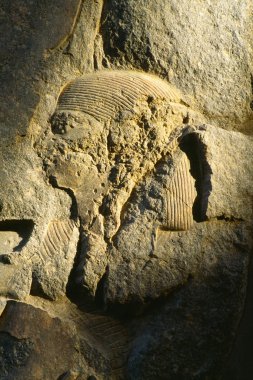taş kabartma, Luksor Tapınağı, luxor, Mısır