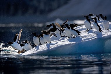 kalın gagalı murre (uria lomvia)