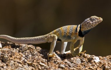 büyük havza yakalı kertenkele (crotaphytus bicinctores)