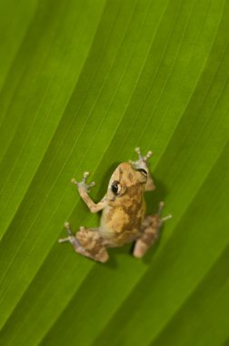Dink Frog (Eleutherodactylus Diastema) On A Leaf clipart