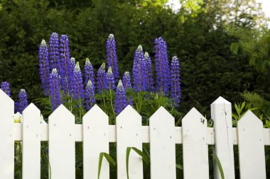 Lupine Flowers In A Garden clipart