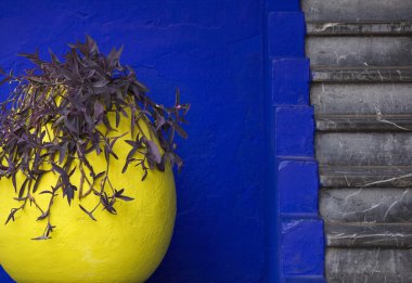 Vivid combination of colour and texture at the marjorelle gardens clipart
