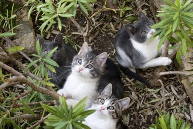 parmaklıklar arasında oturan kedi