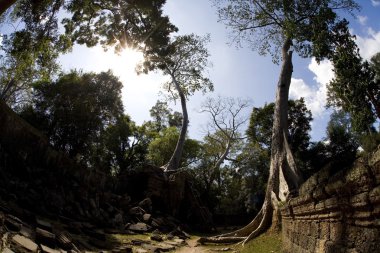 angkor wat, Kamboçya kuzeybatı antik kenti tapınak kalıntıları