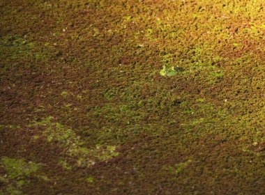 Amerikalı bir kurbağa duckweed içinde saklanıyor