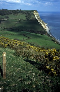 Devon, İngiltere, Amerika Birleşik Devletleri. kıyı alanları ve paddocks