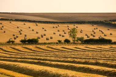 çiftçinin alan, north yorkshire, İngiltere