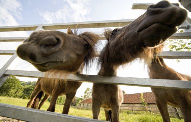 North Yorkshire, England. Horses Looking Through Fence clipart