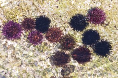 Deniz kestanesi (echinoidea). dikenli deniz canlılarının