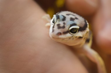 bebek leopar kertenkelesi