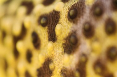 leopar gecko cilt kalıpları yakın çekim