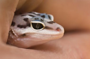bebek leopar kertenkelesi