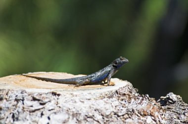 büyük havza çit kertenkele (sceloporus occidentalis longipes)