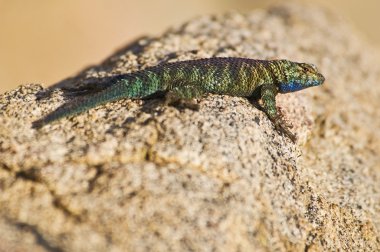 Granit dikenli kertenkele, (sceloporus orcutti), california, ABD. kertenkele içinde doğurmak renklendirme