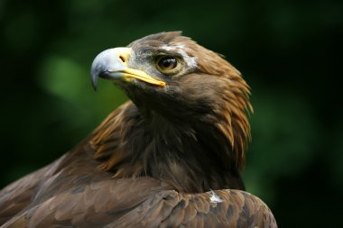 Altın Kartal'ın yüzü (aquila chrysaetos)