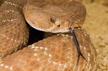 Savunma kırmızı elmas çıngıraklı yılan (crotalus ruber)