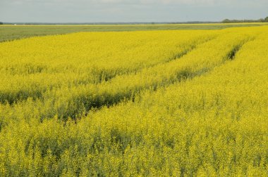 prairies, lake of woods, ontario, Kanada. prairies