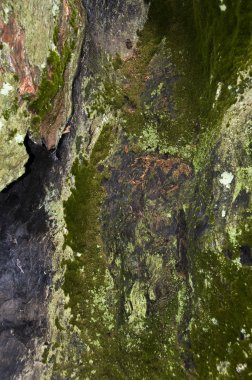 yosun ve liken ağaç kaplı