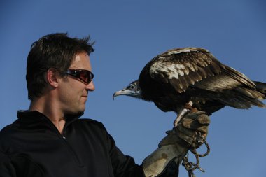 bir Mısır akbabası (neophron percnopterus) ve bir falconer