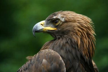 Altın Kartal'ın yüzü (aquila chrysaetos)