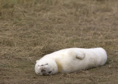 gri mühür (halichoerus grypus). Yavru fokların zeminde oynama
