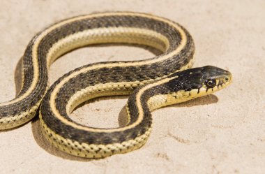 Sahil garter yılanı (thamnophis elegans terrestris). yere yılan