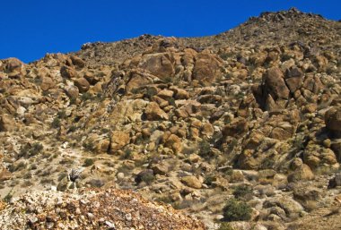 büyük havza yakalı kertenkele, joshua tree national park, Kaliforniya, ABD
