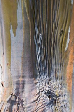 The Bark Of A Eucalyptus Tree clipart