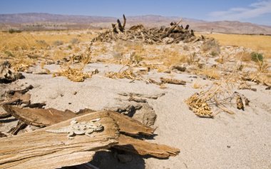 Coachella valley korumak. düz uçlu boynuzlu kertenkele (phrynosoma mccalli)