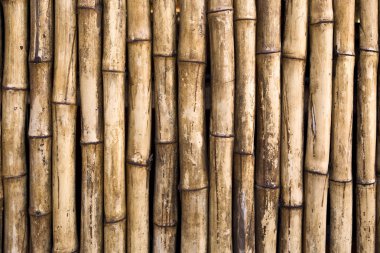 Bambu.
