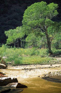 Utah, ABD. ağaçlar ve virgin river zion national Park