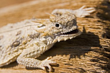 düz uçlu boynuzlu kertenkele (phrynosoma mcallii)